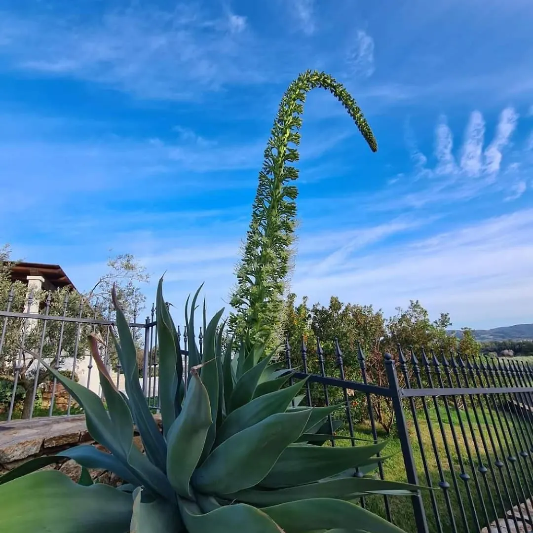 Case Vacanze Nioleo - Apartments And Pool Italy